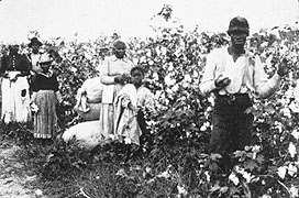 Picking cotton