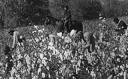 Picking cotton